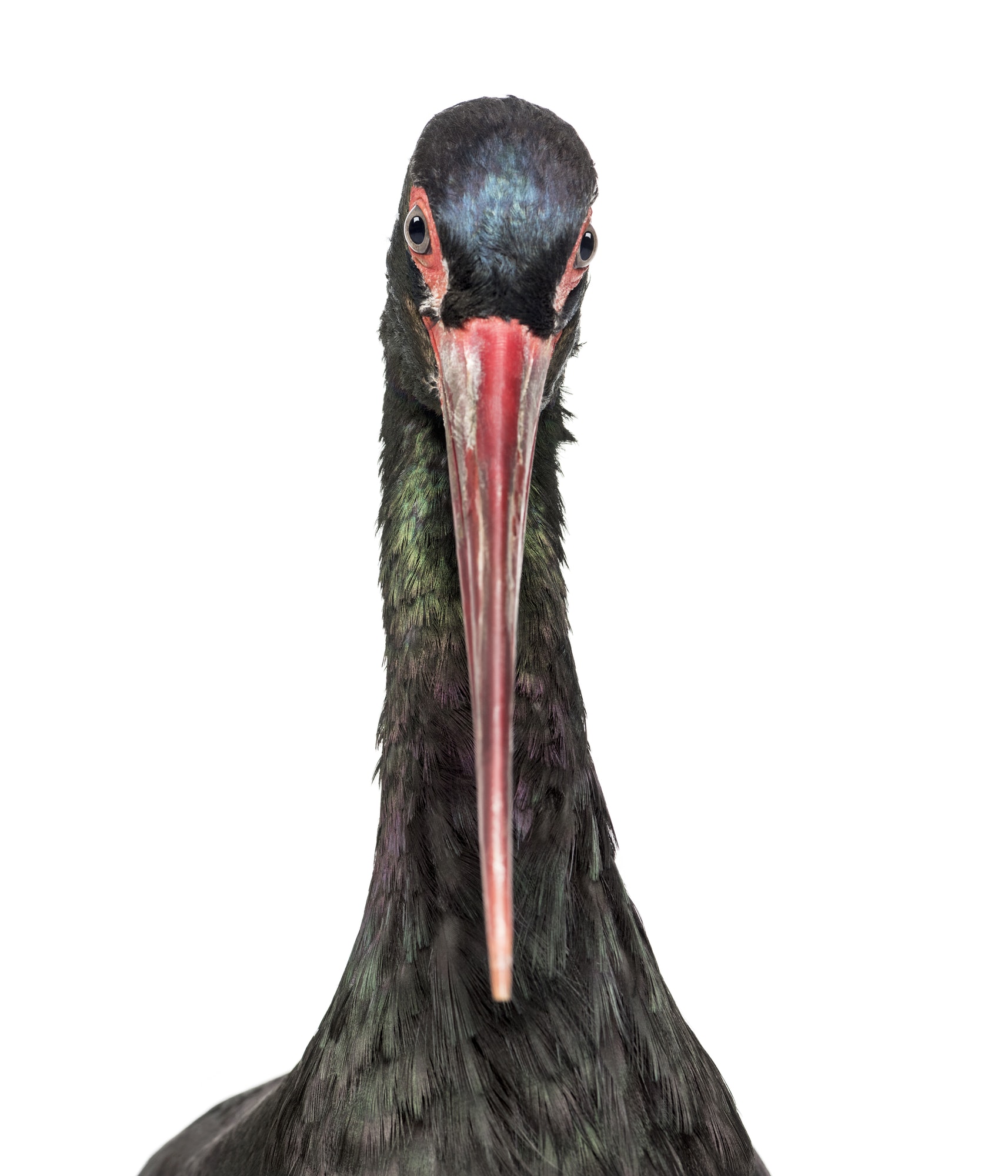 Black stork, Ciconia nigra, against white background